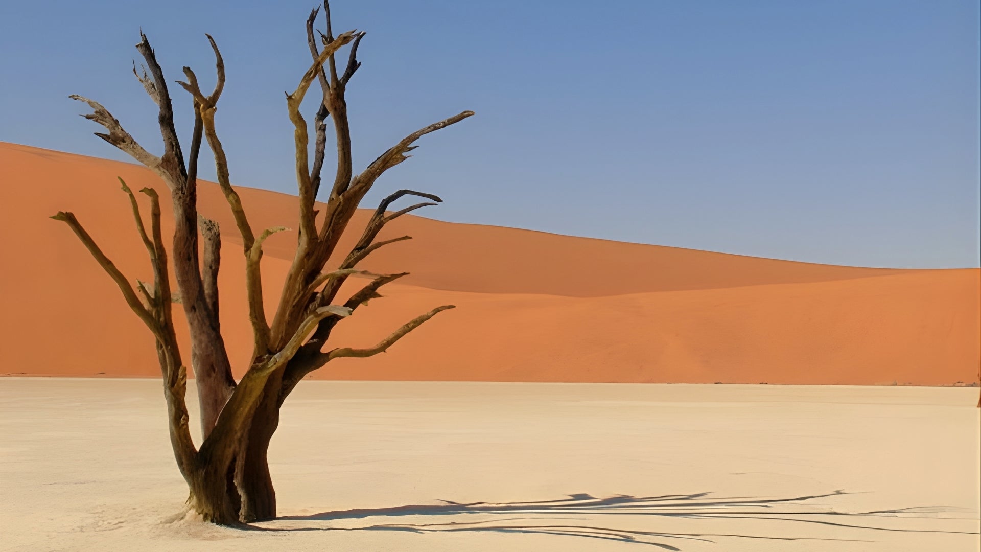 Minimal desert landscape with a solitary tree representing transformation, resilience, and the alchemist path